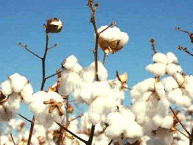 Pakistan to bear loss of Rs. 160 billion over low cotton production