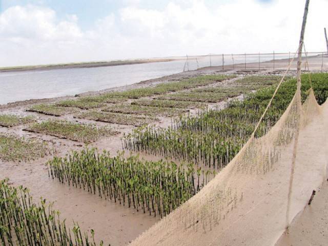 Coastal Area: Sindh Government focuses on development of coastal population 