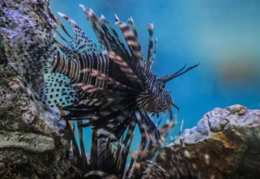 Mediterranean Sea: Poisonous lionfish may kill humans, warn IUCN