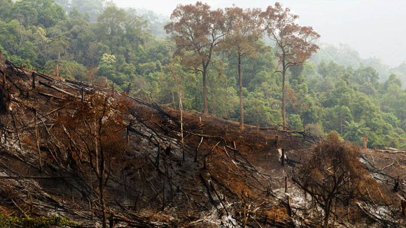 Comprehensive policy against deforestation vital for Pakistan 