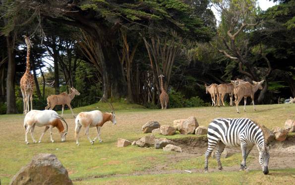 First ever Animal zoo in Peshawar to be inaugurated