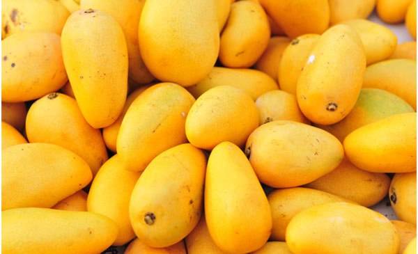 Mango Research Institute to hold Mango festival