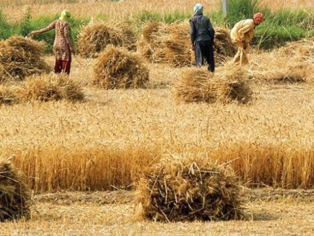 Why Pakistani farmers only get 25-40% of their products