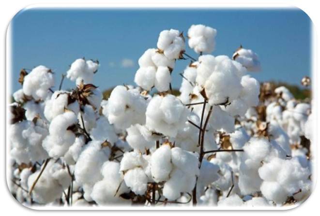 Textile Industry: Why Cotton production is declining in Pakistan