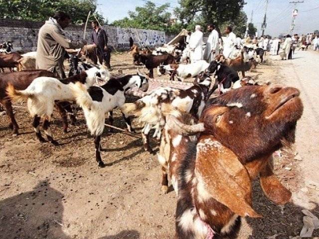 Congo Virus : Precautionary measures to buy sacrificial goat