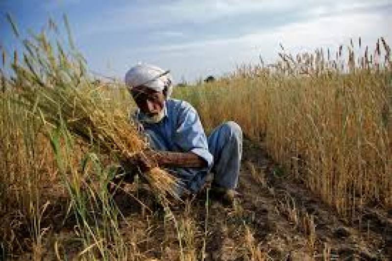 Kisan cards by Punjab Government for small farmers