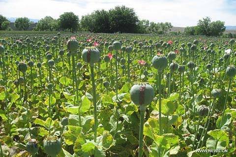 Poppy plantation destroyed by administration