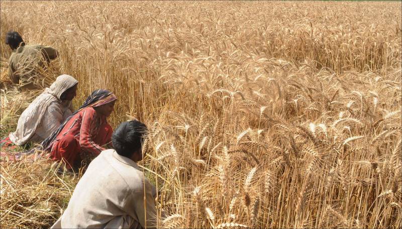 Punjab Government agriculture reforms for small farmers