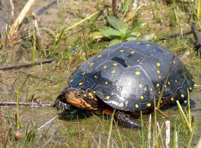 Wild Life department seizes hundreds of precious turtles  