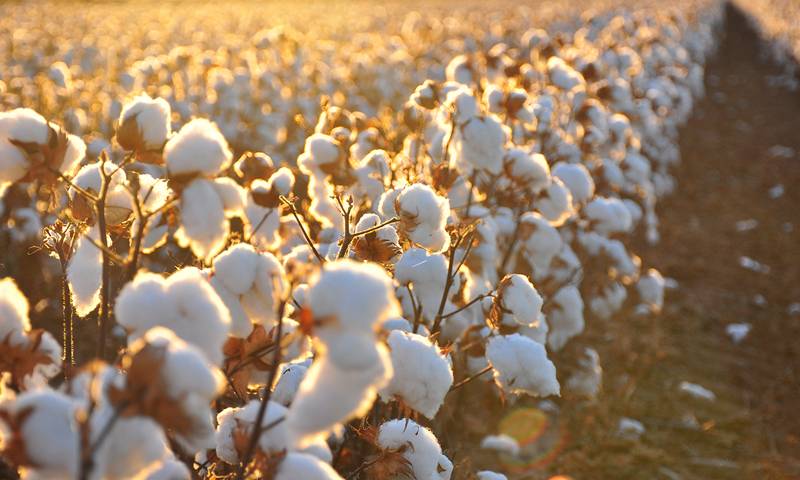 Pakistan resumes Cotton imports from India