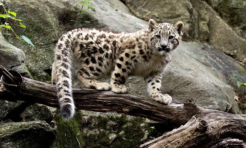 Snow leopard conservation in Pakistan