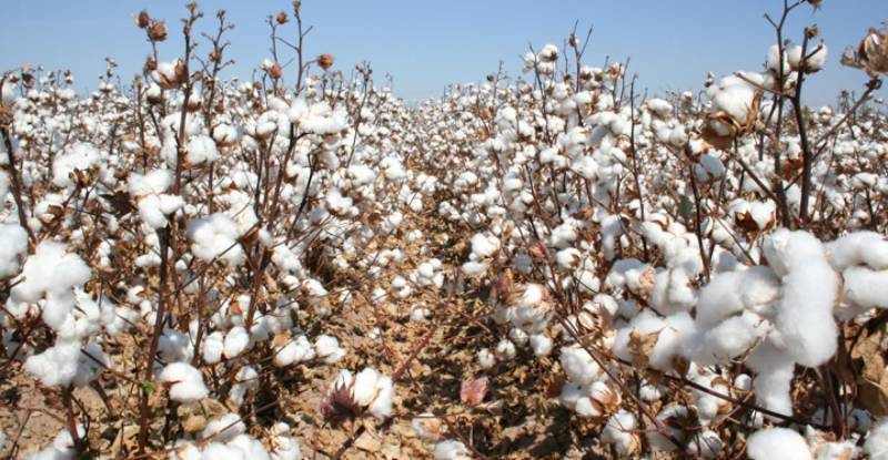 Cotton sowing in Punjab: government directions to farmers