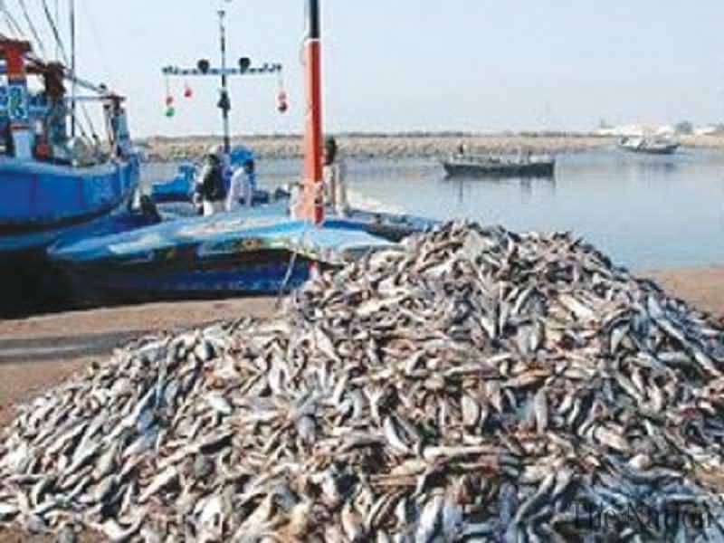 Fisheries sector in Balochistan: Plants, Processors being developed on coastal belt