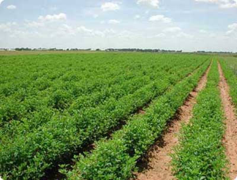 Agriculture Centres being established in KP-FATA