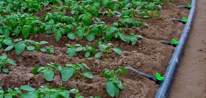 Sindh government introduces mega drip irrigation project in province