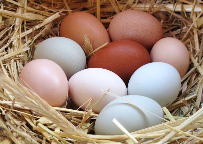 Special eggs containing drugs to fight cancer, research study