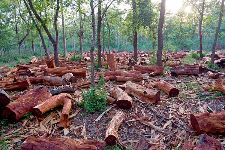 essay on deforestation in pakistan