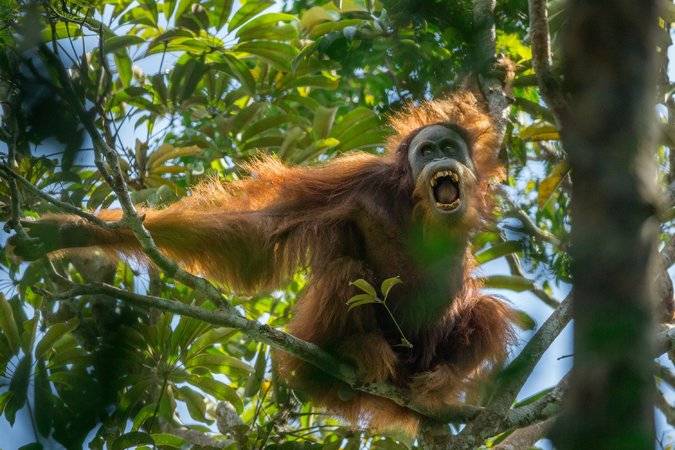 Newly discovered orangutan species is most endangered great ape: study