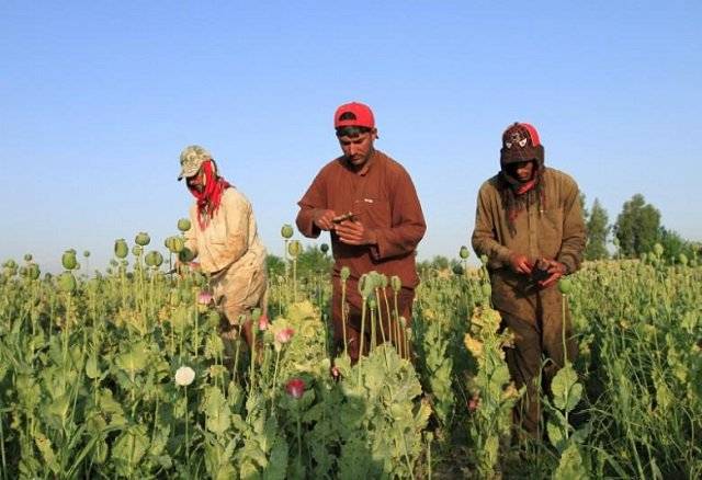 Opium production in Afghanistan reached record high in 2017