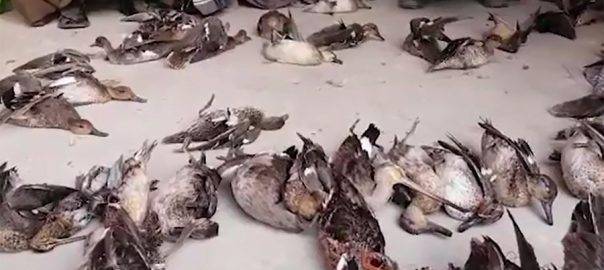 Dozens of rare birds recovered from Nawabshah