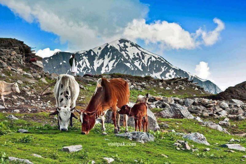 Tourism Corporation KP arranges first-ever safari train trip for transgenders