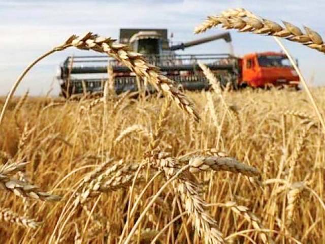 Pakistan Wheat exprots increase 100 %