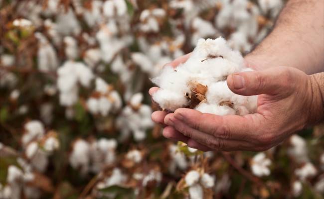 Tax-free import of Indian cotton to hurt Pakistani farmers: PCGA