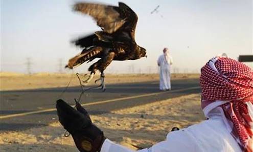 Saudi governor in Balochistan for endangered houbara bustard hunting