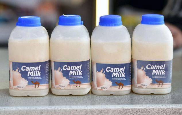 Punjab to provide Camel Milk to masses