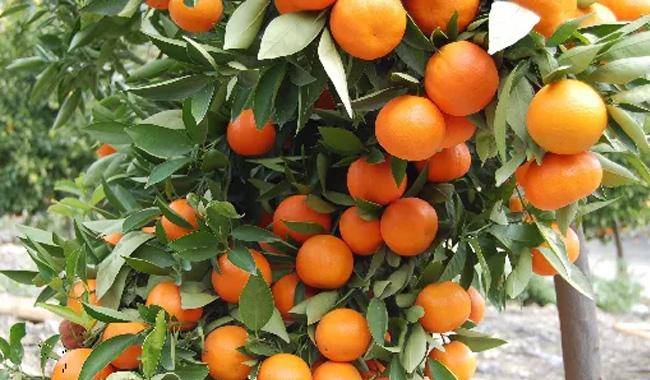 Pakistan to grow seedless kinnow