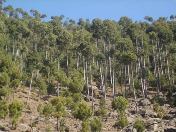  South Punjab Forest Company to plant forests over 99,077 acres of land: CEO Tahir Rasheed 