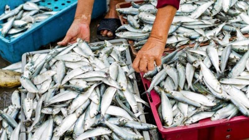 Balochistan govt endeavouring for promotion of fisheries