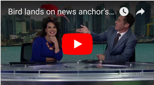 VIDEO: Exotic pink bird lands on Anchor's head in live TV Show, Video goes viral