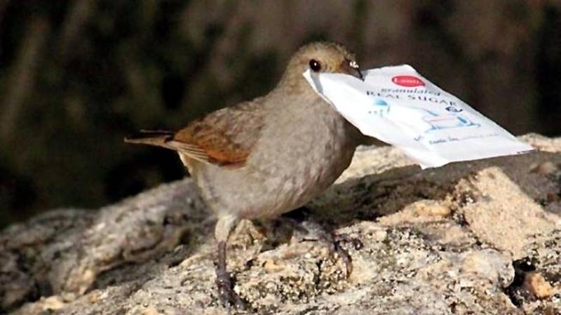 Wild birds problem-solving skills linked with Human intelligence genes: Study