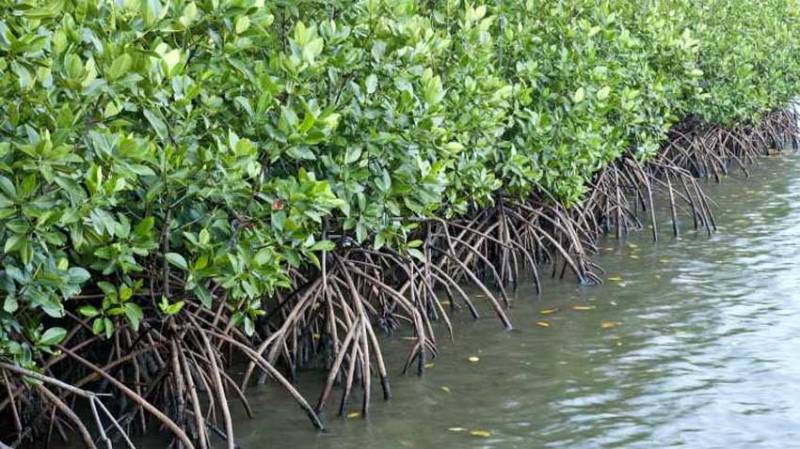 Navy starts mangroves plantation campaign