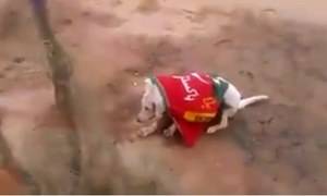 Dog wrapped in political party flag shot dead, captured on film