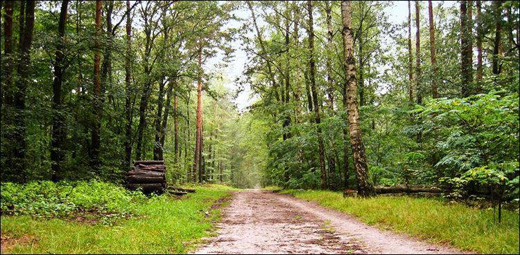 National Forest Policy: PTI government takes important decision