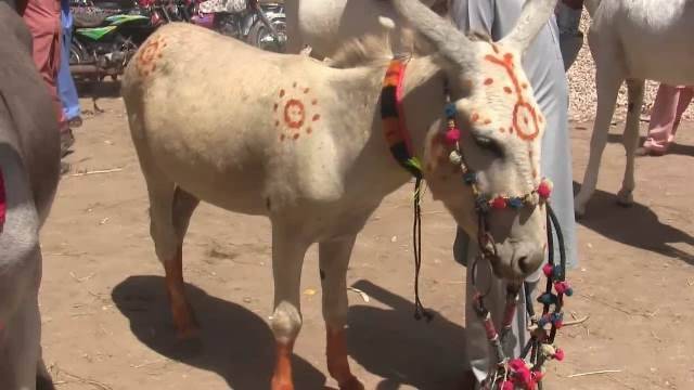 Asia'a biggest donkey market held in Pakistan