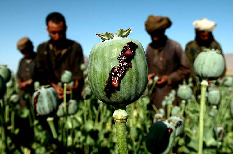 Religious scholars in Afghanistan issue fatwa against drugs