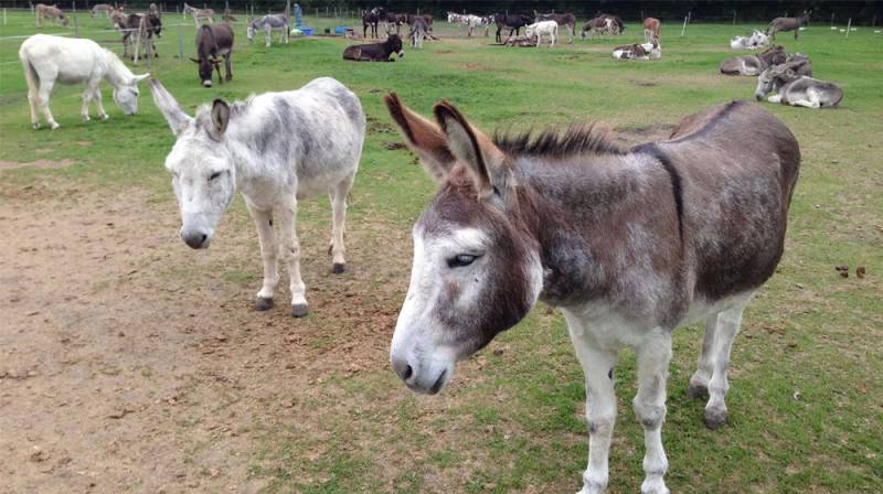 $3 billion investment likely in donkey farms in Pakistan, unprecedented in history