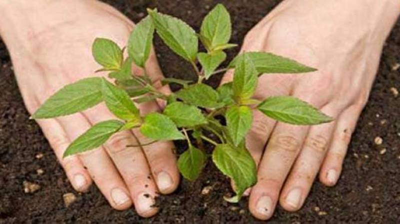 1.2 million trees to be planted in Balochistan this year: CM