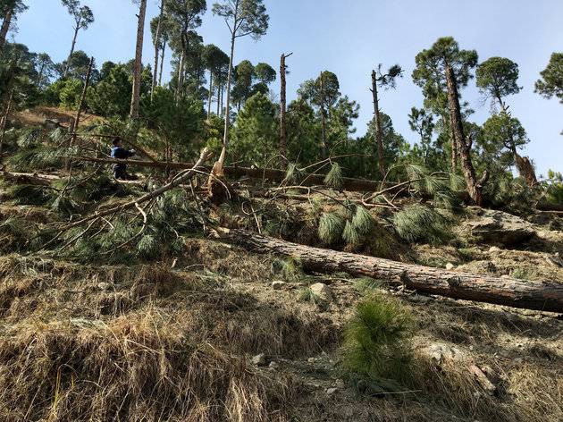 Balakot Air strike: 19 Pine trees suffered damage by IAF payloads, reveal final report