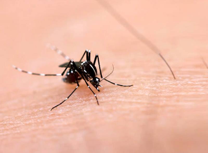 DC directs to devise anti-dengue micro plan for 2019