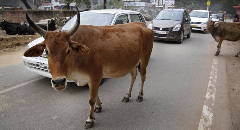 Frustrated Indian man Rapes five mother cows at a cattle shelter