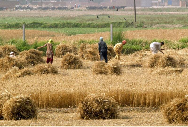 PTI government reveals Rs 309 billion agriculture, livestock program