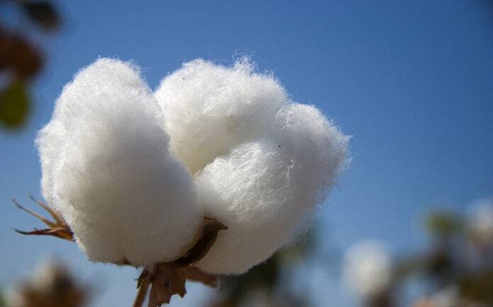 Pakistan raw Cotton Exports register massive growth in FY 2019-20