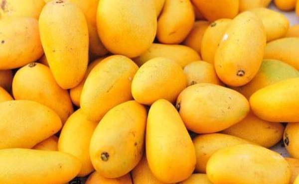 Pakistani Mango and Kinnow exporters get a good news