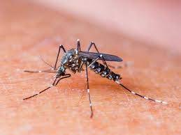 Laos reports 35 new cases of dengue fever, 1 more death