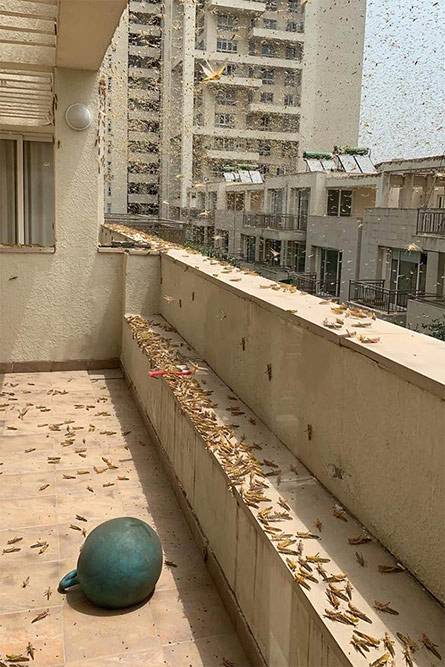 Swarm Of Locusts Reaches Gurugram, But Will They Enter Delhi?