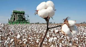 Cotton cultivated over 2.457 mln hectares, sowing decreases 1.3 %, july 14, 2020